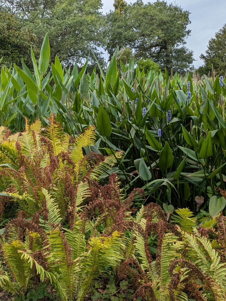 Ferns, Pontederia cordata and Thalia dealbata in the Water Garden. Beth Chatto's, September 2026 Ferns, Pontederia cordata and Thalia dealbata in the Water Garden. Beth Chatto's, September 2026