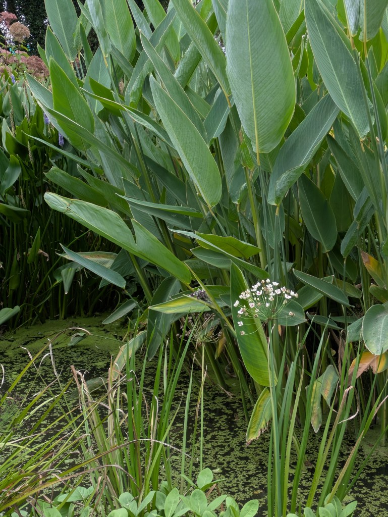 Butomus umbellata and Thalia dealbata in the Water Garden. Beth Chatto's, September 2026 Butomus umbellata and Thalia dealbata in the Water Garden. Beth Chatto's, September 2026