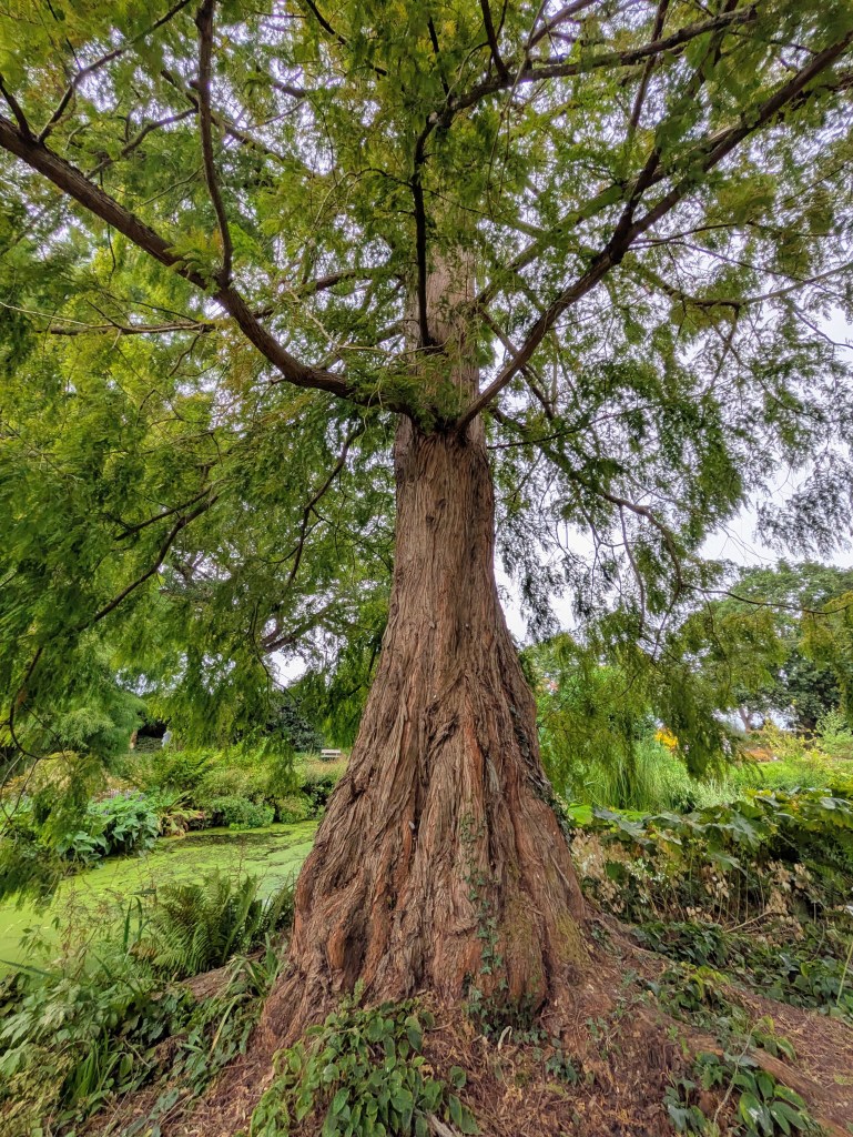 Metasequoia glyptostroboides (dawn redwood). Beth Chatto's, September 2026 Metasequoia glyptostroboides (dawn redwood). Beth Chatto's, September 2026
