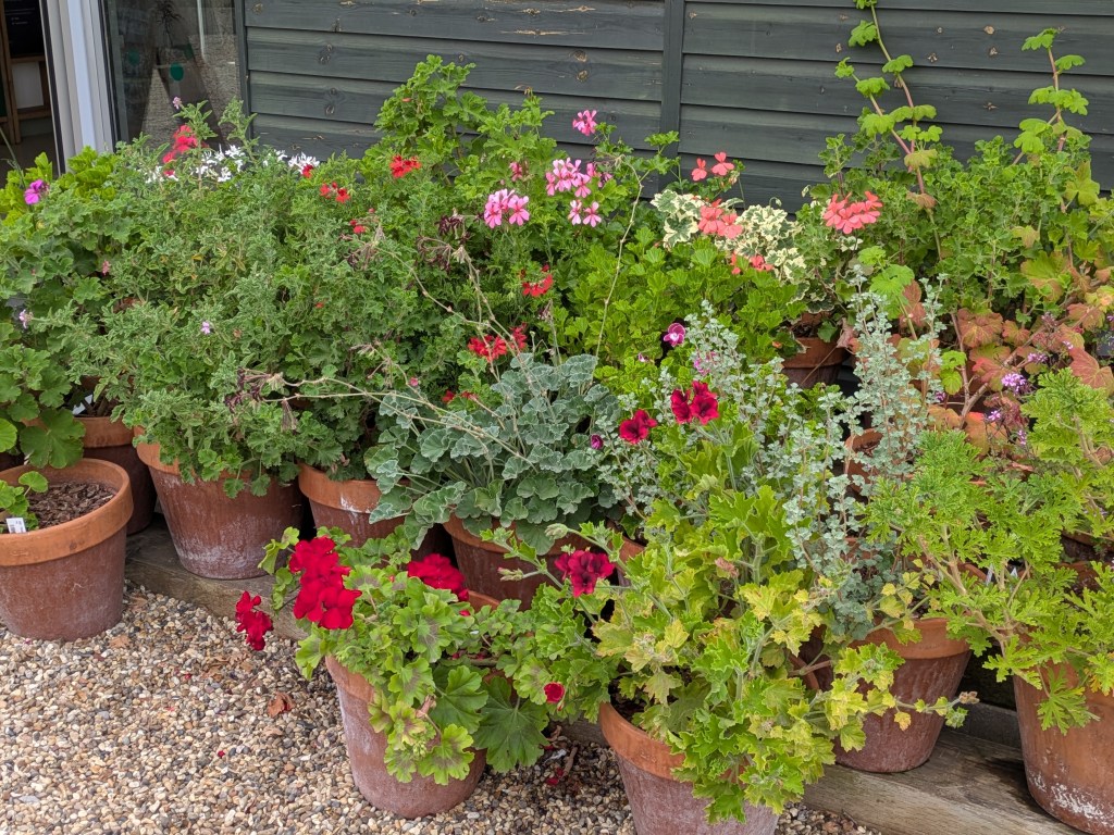 Pelargonium display. Beth Chatto's, September 2026 Pelargonium display. Beth Chatto's, September 2026