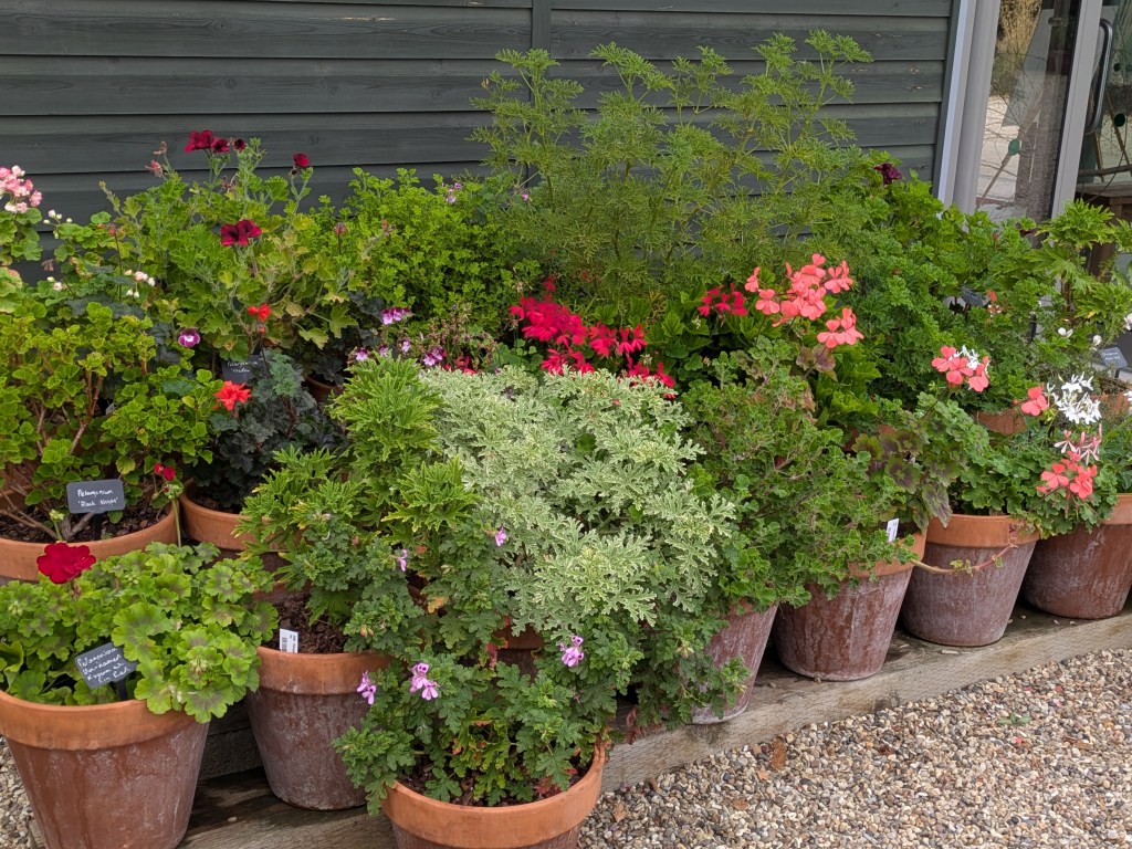 Pelargonium display. Beth Chatto's, September 2026 Pelargonium display. Beth Chatto's, September 2026
