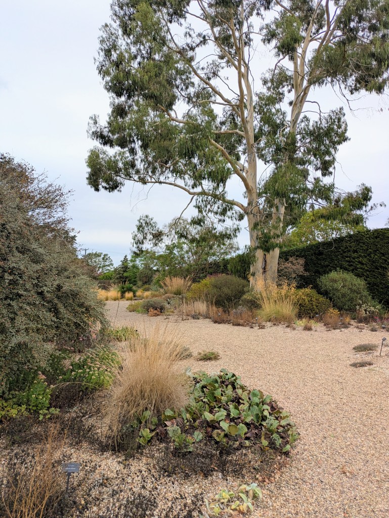 Gravel Garden. Beth Chatto's, September 2026 Gravel Garden. Beth Chatto's, September 2026