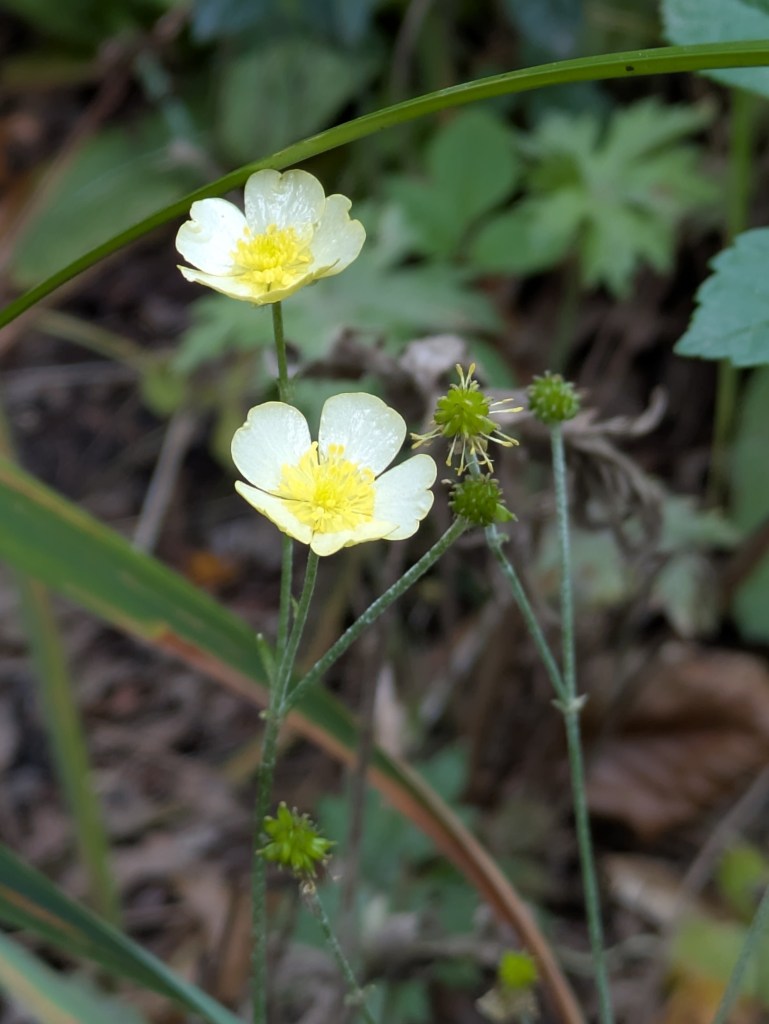 Ranunculus acris 'Citrinus'. Beth Chatto's, September 2026 Ranunculus acris 'Citrinus'.
Beth Chatto's, September 2026