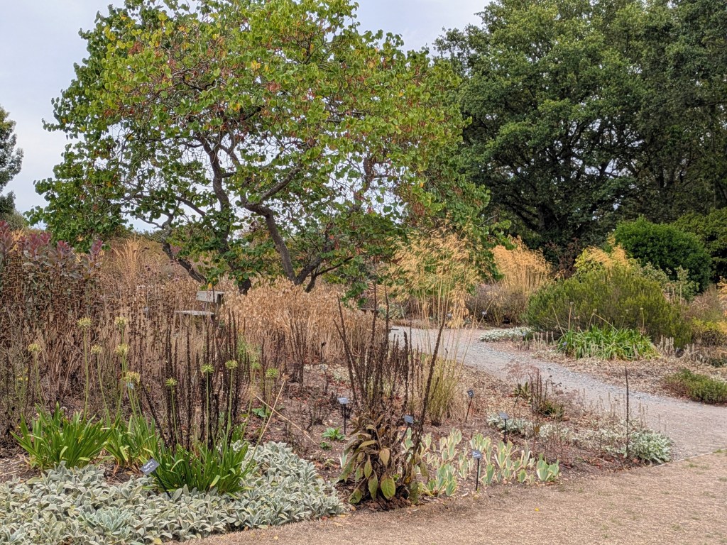 The Reservoir Garden. Beth Chatto's, September 2026 The Reservoir Garden. Beth Chatto's, September 2026