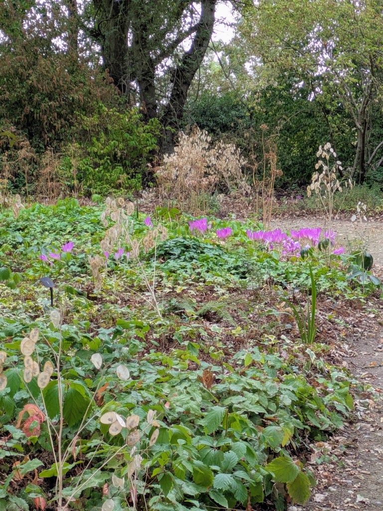 Colchicums and Lunaria in the Woodland Garden. Beth Chatto's, September 2026 Colchicums and Lunaria in the Woodland Garden. Beth Chatto's, September 2026