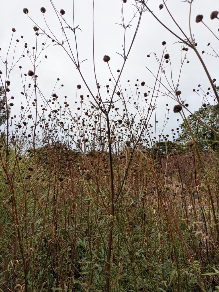 Seedheads in situ. Beth Chatto's, September 2026 Seedheads in situ. Beth Chatto's, September 2026