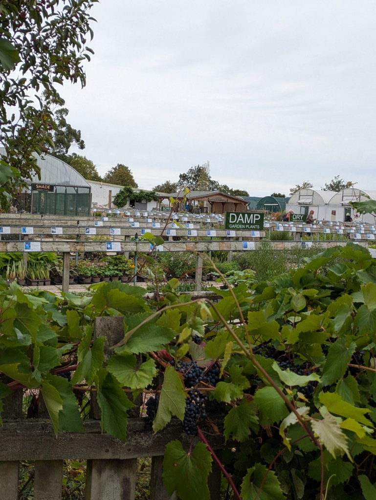 The substantial nursery at Beth Chatto's, September 2026 The substantial nursery at Beth Chatto's, September 2026