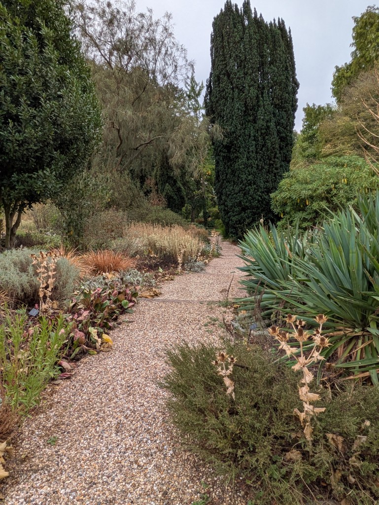 Path from Beth Chatto's house, Miss Willmott much in evidence! September 2026 Path from Beth Chatto's house, Miss Willmott much in evidence! September 2026