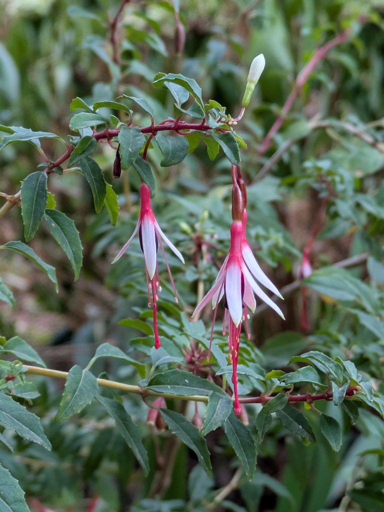 Fuchsia magellanica 'Logan Woods'. Beth Chatto's, September 2026 Fuchsia magellanica 'Logan Woods'. Beth Chatto's, September 2026