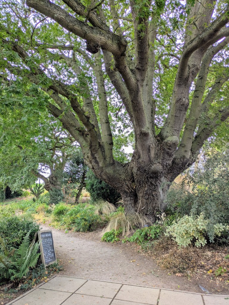 Old, old oak with historical coppicing. Beth Chatto's, September 2026 Old, old oak with historical coppicing. Beth Chatto's, September 2026