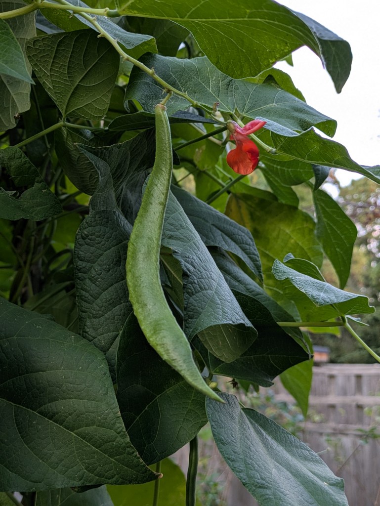 Runner beans