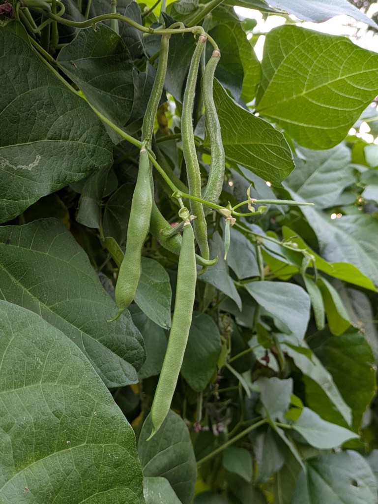 Ripening beans