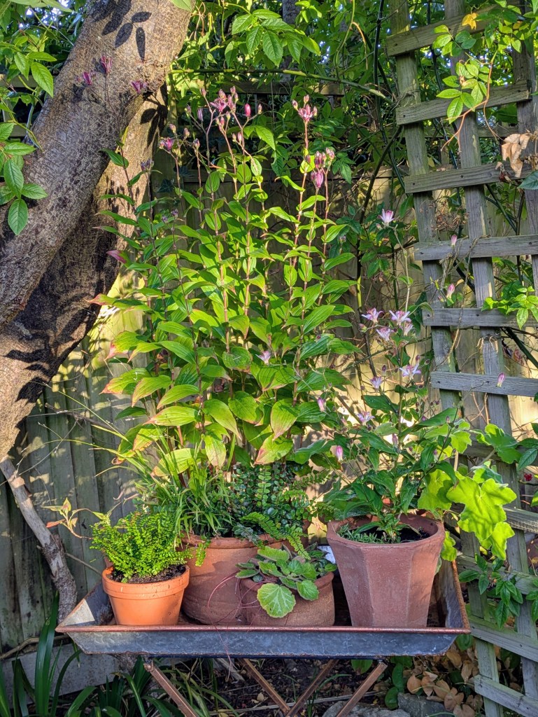 Class 15 2026: a display of plants on a table