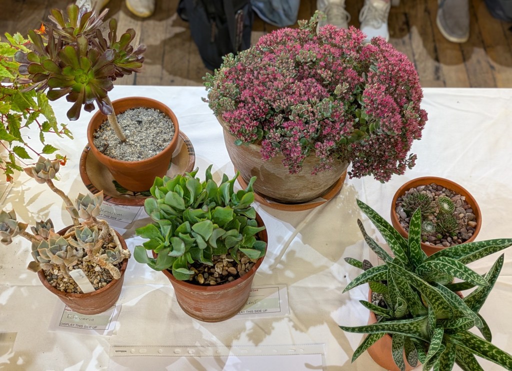 Class 8: Pot plant CABAHS Autumn Show 2026