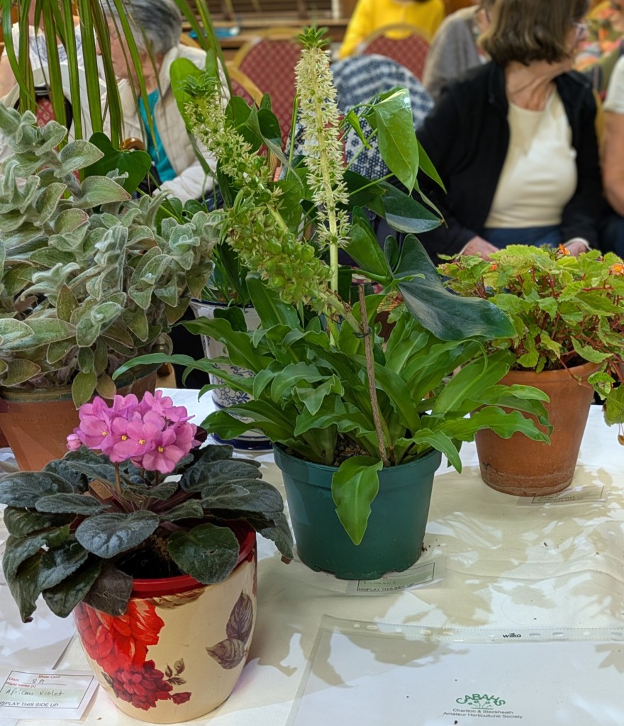 Class 8: Pot plant CABAHS Autumn Show 2026