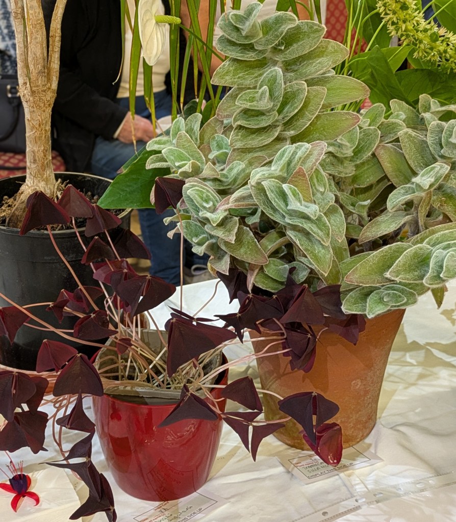 Class 8: Pot plant CABAHS Autumn Show 2026