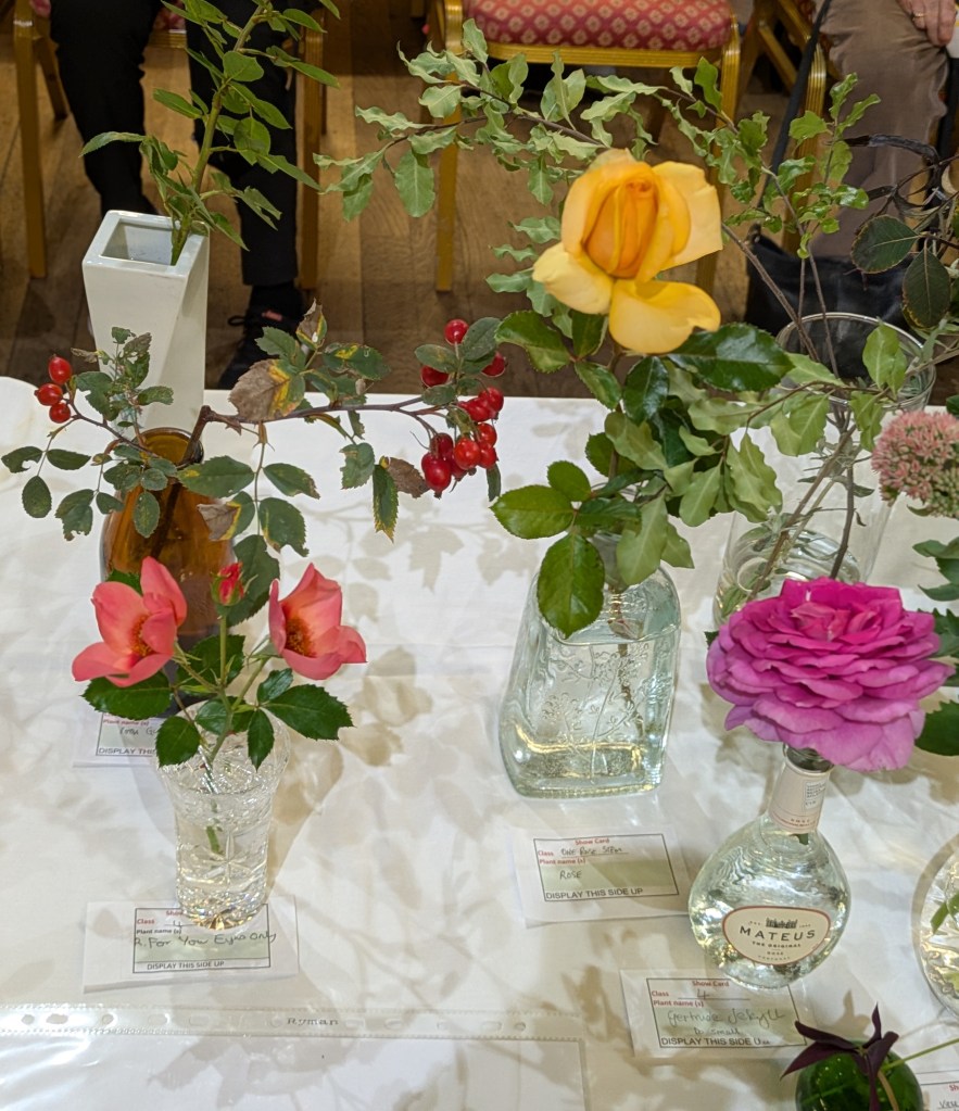 Class 4: One rose stem (multi or single flowers or hips) CABAHS Autumn Show 2026
