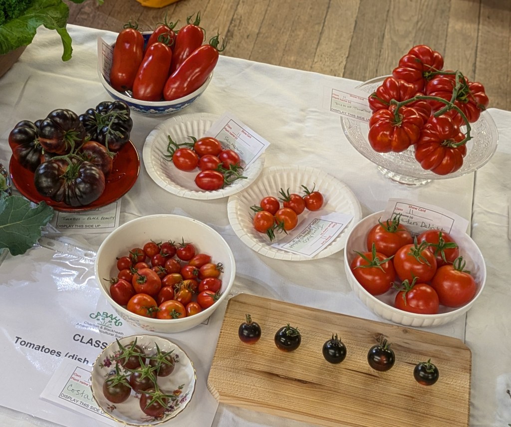 Class 11: Tomatoes (dish of 5, stalks on) CABAHS Autumn Show 2026