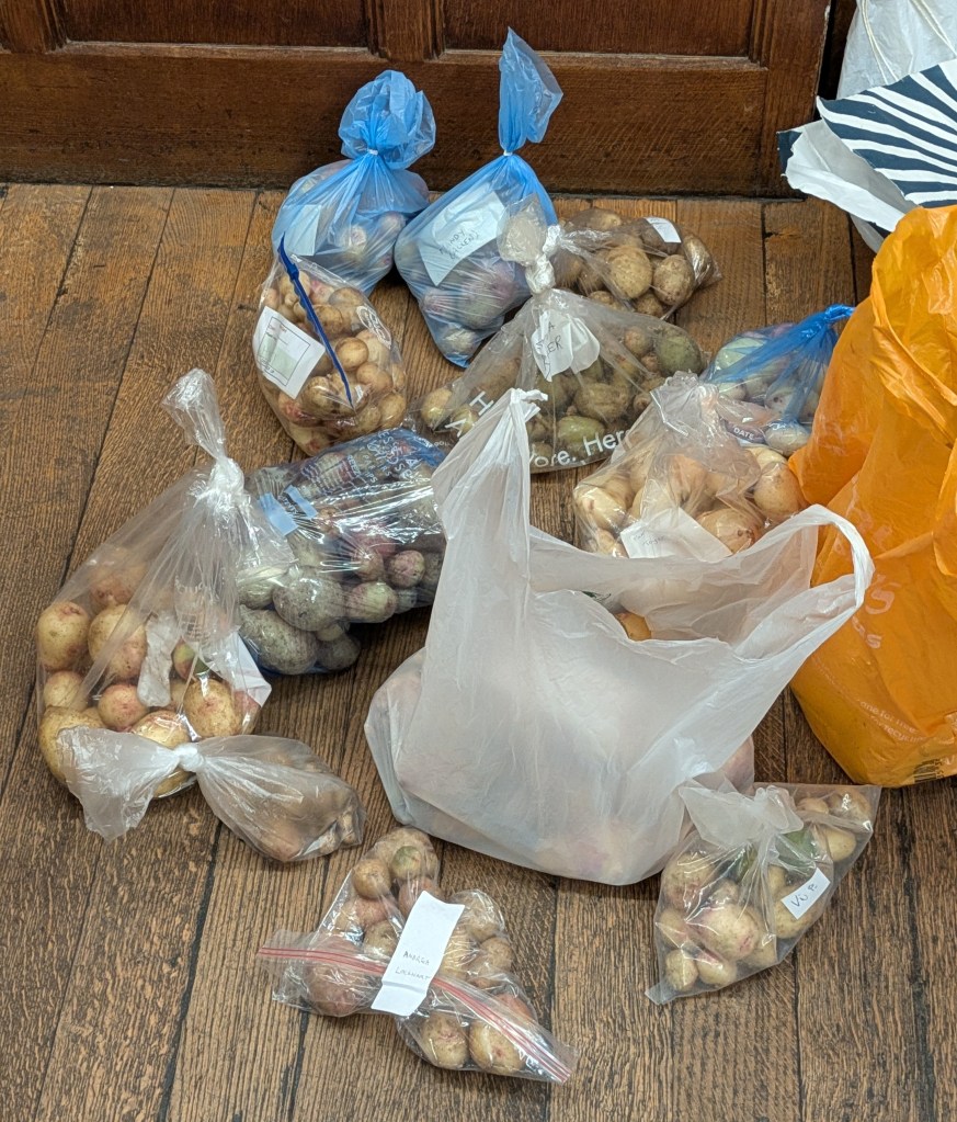 Class 16: Potato competition - entries waiting to be weighed! CABAHS Autumn Show 2026
