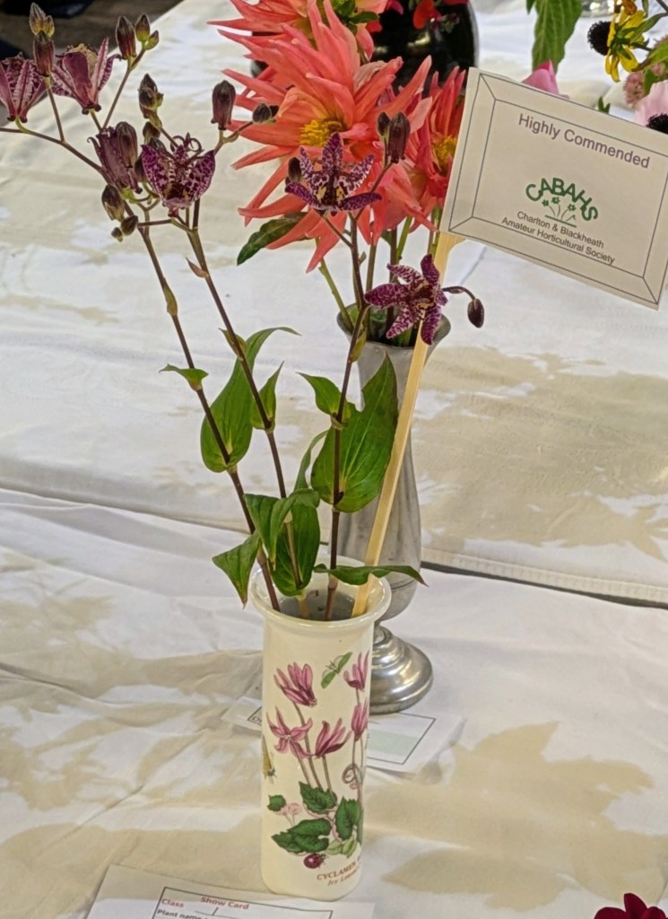 Class 1: Highly Commended CABAHS Autumn Show 2026