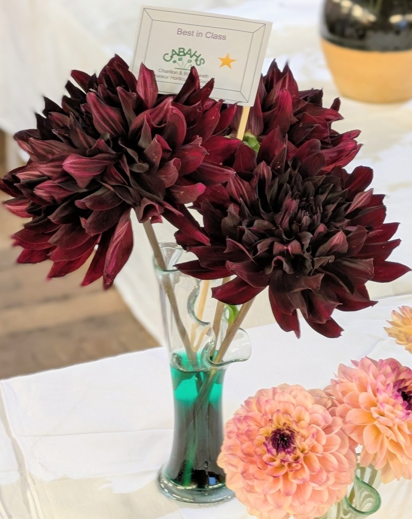 Class 1: Best in Class CABAHS Autumn Show 2026