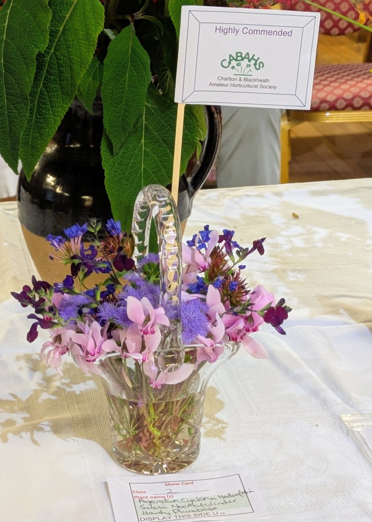 Class 2: Highly Commended CABAHS Autumn Show 2026