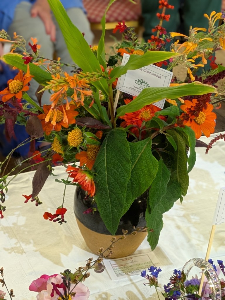 Class 2: Highly Commended CABAHS Autumn Show 2026
