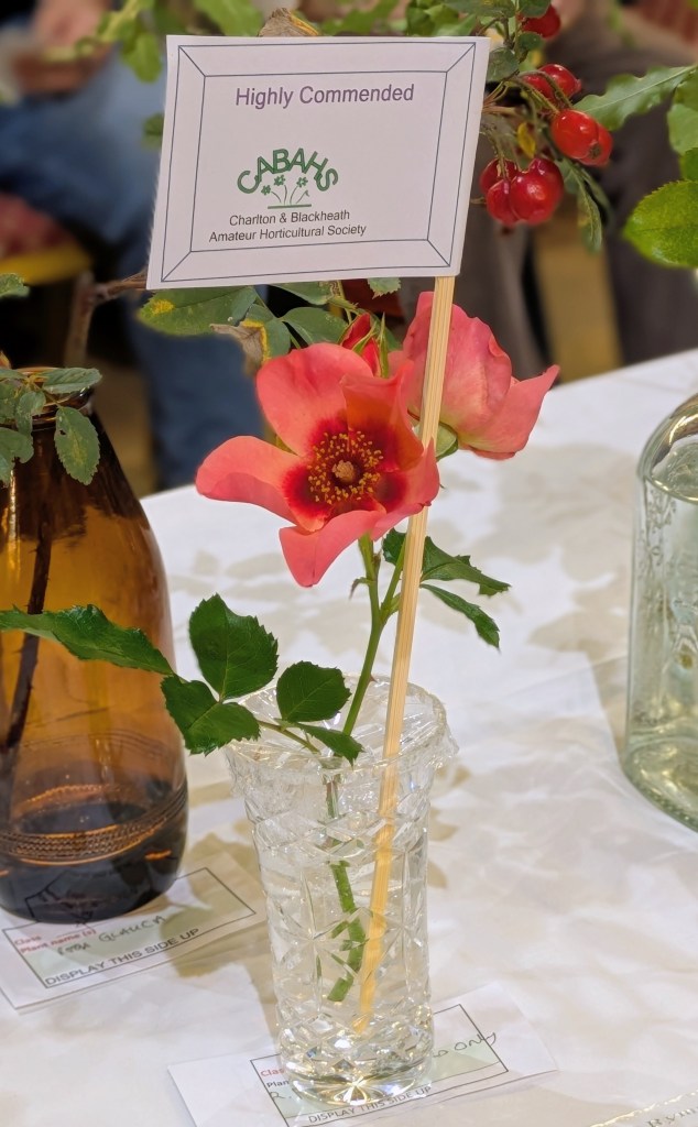 Class 4: Highly Commended CABAHS Autumn Show 2026