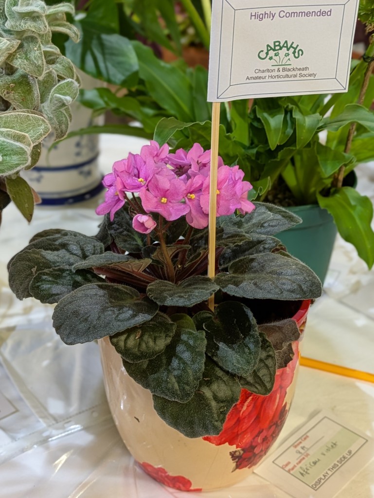Class 8: Highly Commended CABAHS Autumn Show 2026