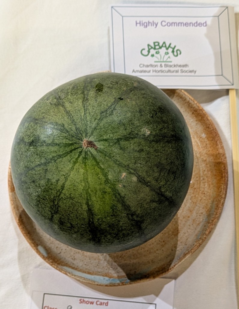 Class 9: Highly Commended CABAHS Autumn Show 2026