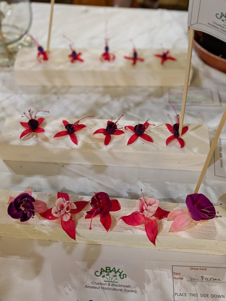 Class 7: Five Fuchsia blooms (heads only, same or mixed). Two Highly Commended entries in the foreground CABAHS Autumn Show 2026