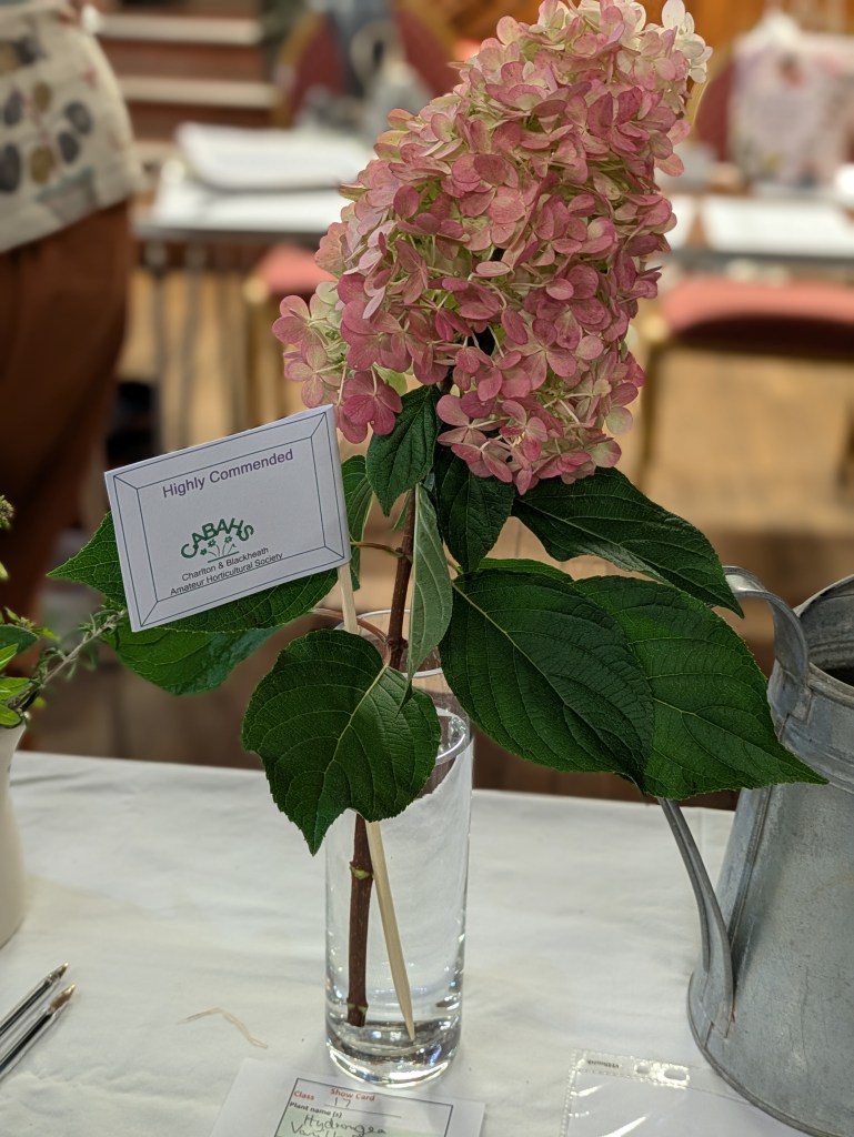 Class 17: Highly Commended CABAHS Autumn Show 2026