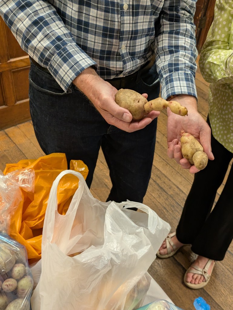 Class 16: Potato competition winners - knobbly potatoes! CABAHS Autumn Show 2026