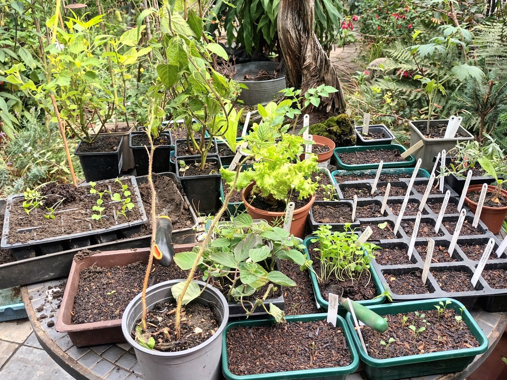 Class 15 2026: a display of plants on a table - 'Work in Progress'