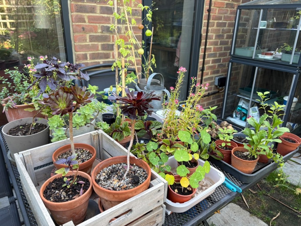 Class 15 2026: a display of plants on a table