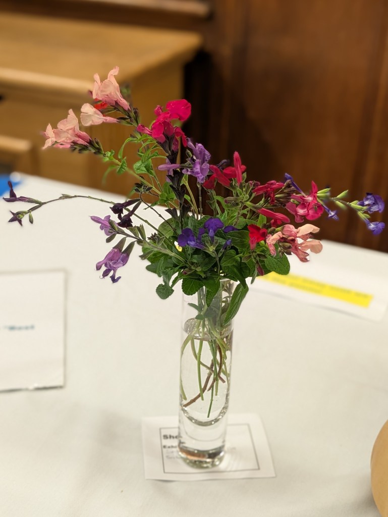 Autumn Salvia colours. CABAHS October 2026 Show Table