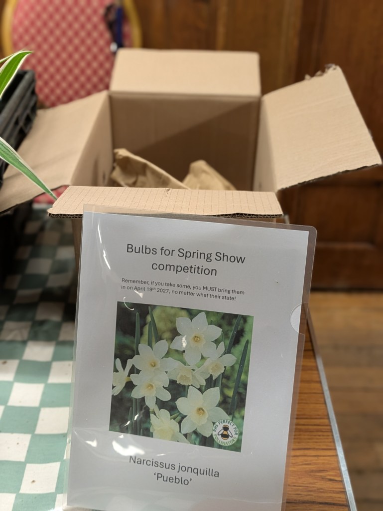 Narcissus jonquilla 'Pueblo' for the Spring Show competition (CABAHS meeting October 2026)