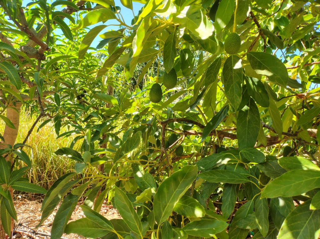 Avocado (Persea americana) at Pomar dos Sabores, Portugal 2026