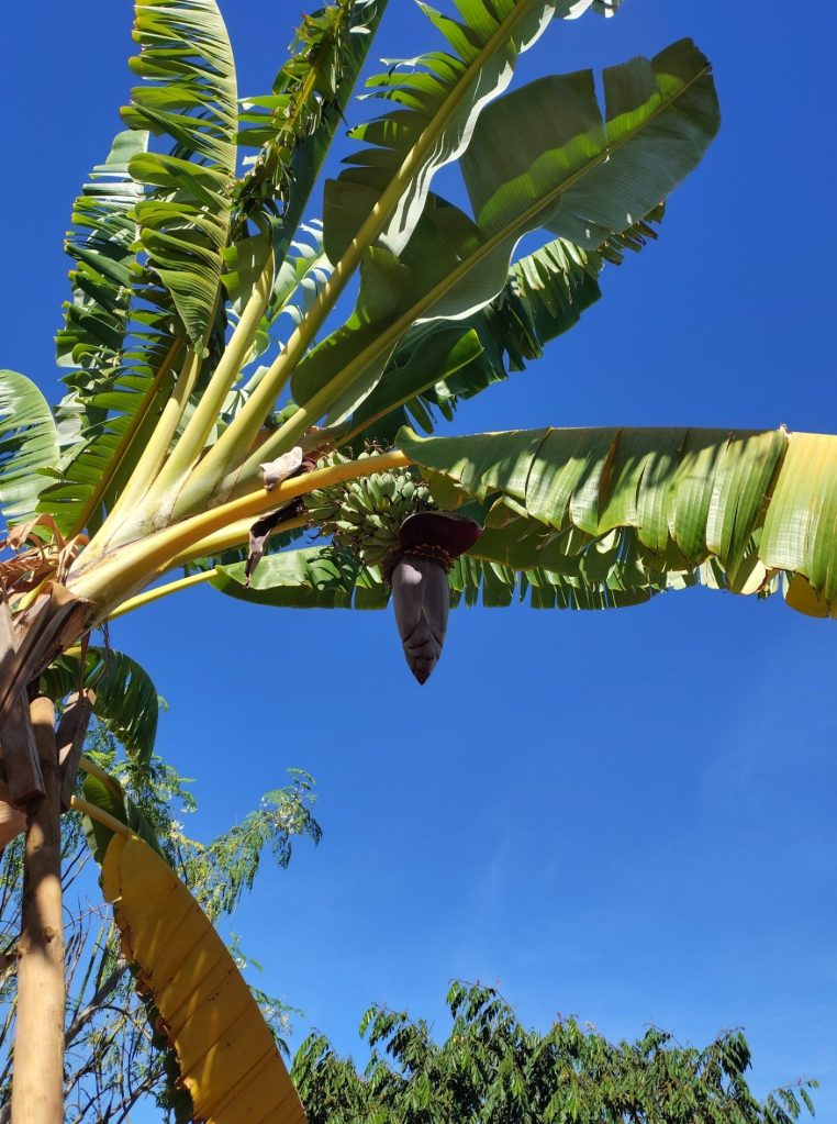 Banana flower (Musa) at Pomar dos Sabores, Portugal 2026