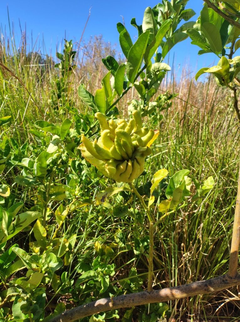 Buddha's hand (Citrus medica 'Digitata') at Pomar dos Sabores, Portugal 2026