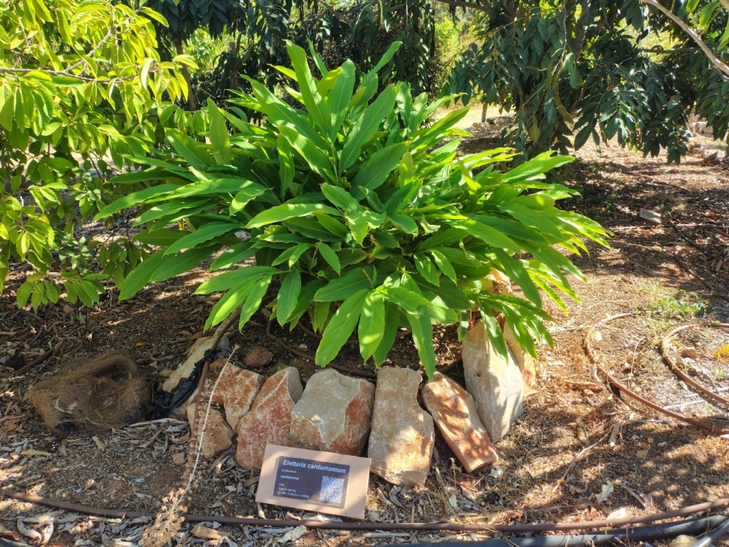 Cardamom (Elettaria cardamomum) at Pomar dos Sabores, Portugal 2026