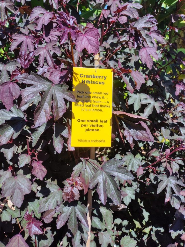 Cranberry hibiscus (Hibiscus acetosella) at Pomar dos Sabores, Portugal 2026