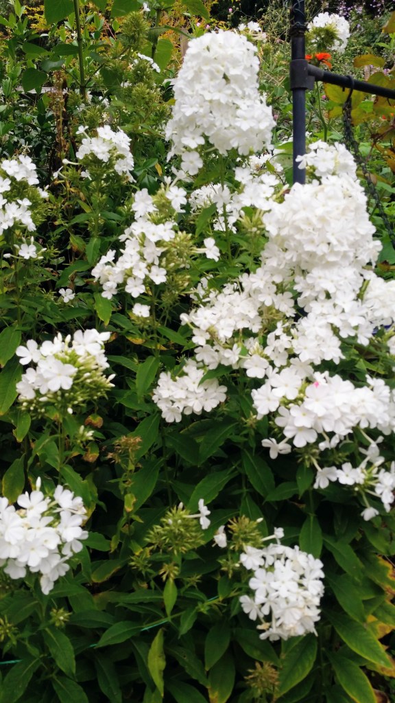 Phlox 'White Admiral' can be divided now (October 2026)