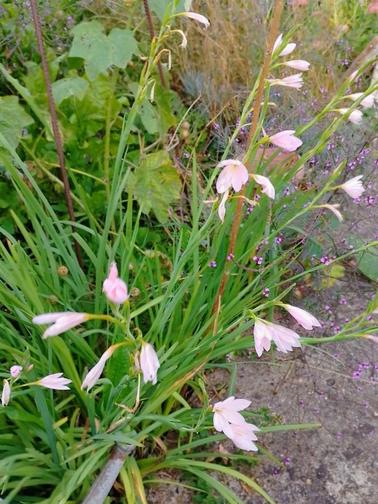 Hesperantha can be divided now (October 2026)