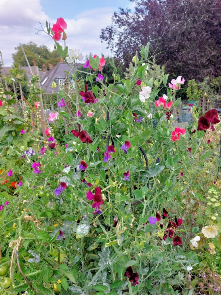 A lovely crop of sweet peas!