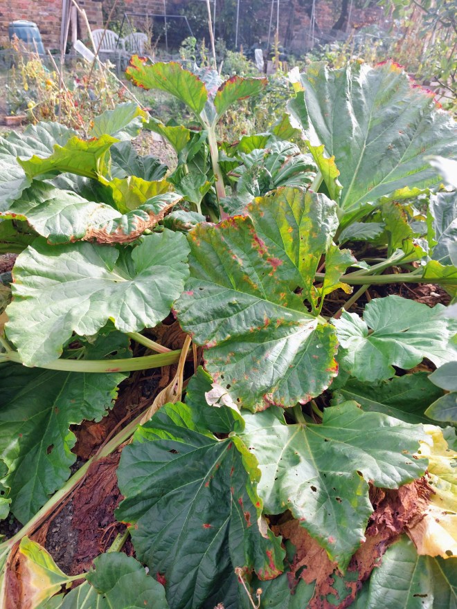 Rhubarb that needs some October attention