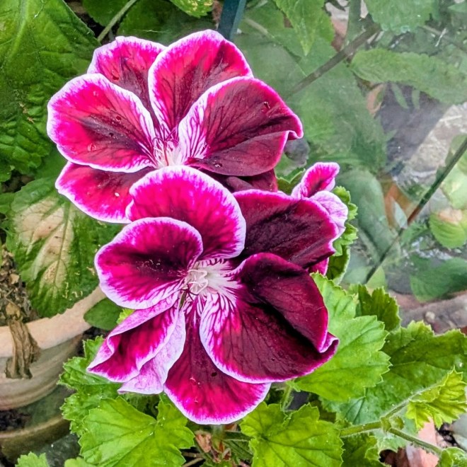 Pelargonium 'Black Prince'