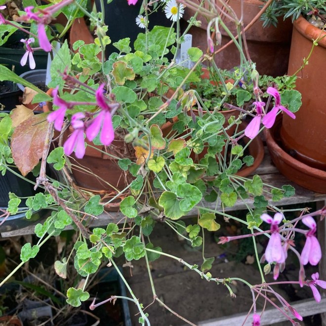 Pelargonium 'Lavender Lindy'