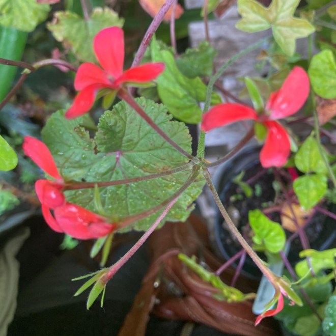 Pelargonium tongaense