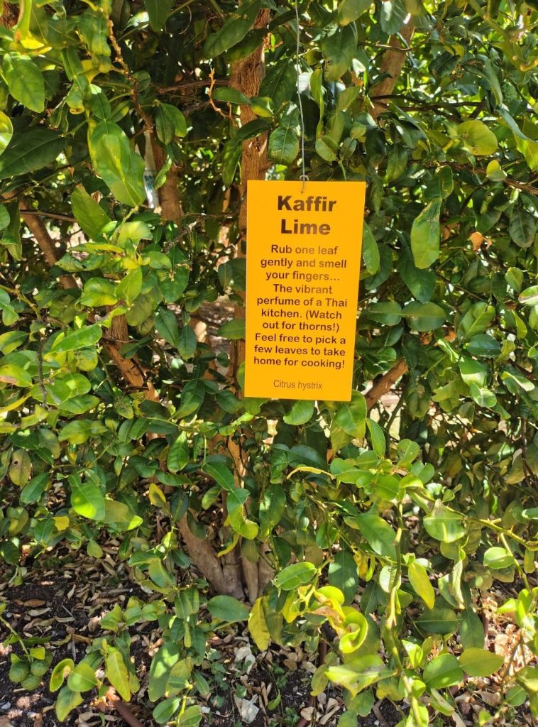 Kaffir / makrut lime (Citrus hystrix) at Pomar dos Sabores, Portugal 2026